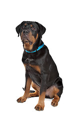 Image showing Young rottweiler