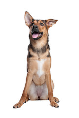 Image showing mixed breed dog