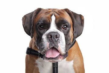 Image showing Boxer dog