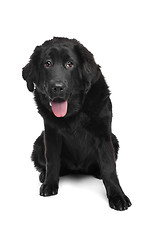 Image showing Black Tibetan Mastiff puppy