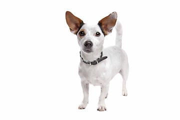 Image showing Jack Russel Terrier