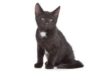 Image showing black kitten