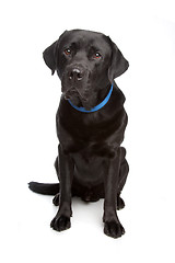 Image showing black labrador retriever