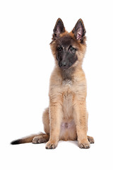 Image showing Belgian Shepherd (Tervuren) puppy