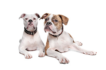 Image showing Two American Bulldogs