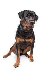 Image showing rottweiler