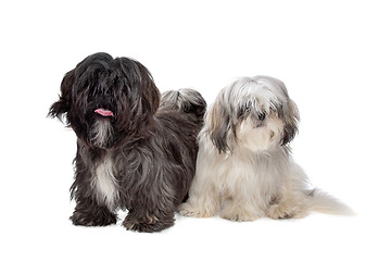 Image showing Two Shih tzu dogs