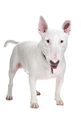 Image showing White Bull terrier