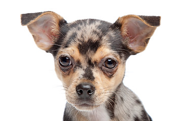 Image showing chihuahua