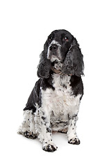 Image showing english cocker spaniel