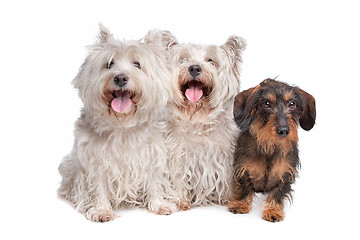 Image showing two west highland white terrier and a wire haired dachshund