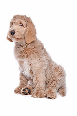 Image showing Labradoodle puppy