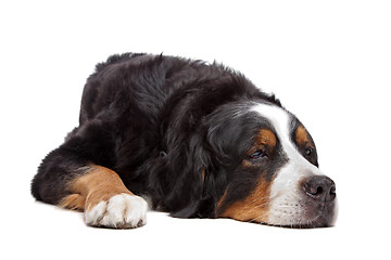 Image showing Bernese Mountain Dog