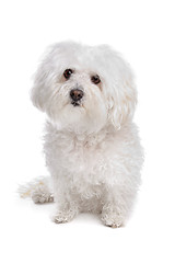 Image showing Bolognese dog