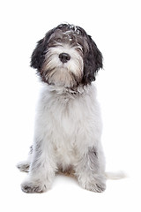 Image showing Schapendoes , Dutch Sheepdog