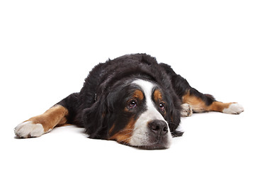 Image showing Bernese Mountain Dog