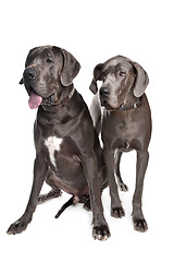 Image showing Two grey great Dane dogs