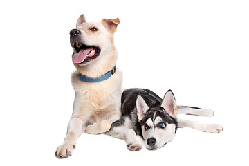 Image showing two mixed breed dogs