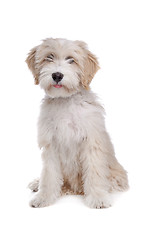 Image showing Tibetan Terrier