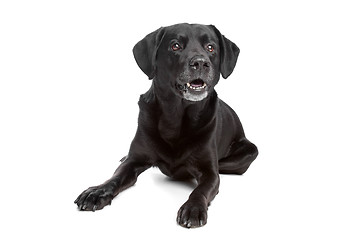 Image showing mixed breed black dog