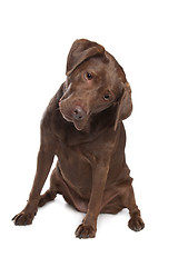 Image showing Chocolate Labrador