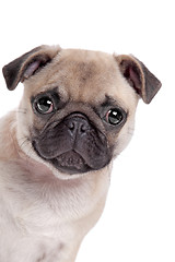 Image showing Pug dog