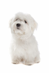 Image showing Maltese dog