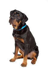 Image showing Young rottweiler