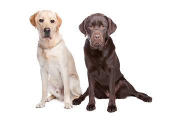 Image showing two Labrador retrievers