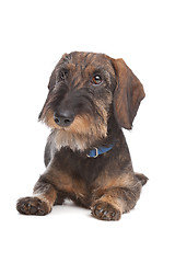 Image showing Wire-haired dachshund