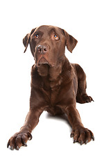 Image showing chocolate Labrador Retriever