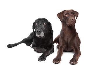 Image showing black and brown Labrador Retriever