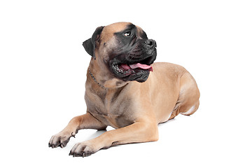 Image showing Bullmastiff