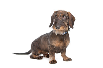 Image showing Wire-haired dachshund