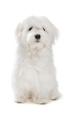 Image showing Maltese dog