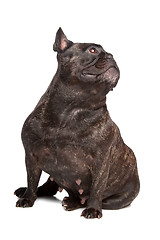 Image showing French Bulldog