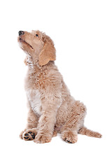 Image showing Labradoodle puppy