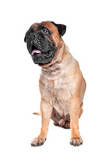 Image showing Bullmastiff