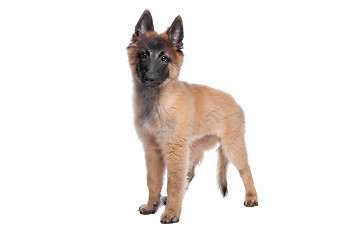 Image showing Belgian Shepherd (Tervuren) puppy