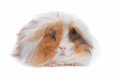 Image showing long haired guinea pig