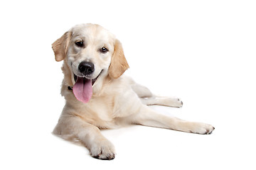 Image showing Golden Retriever