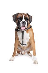 Image showing Boxer dog