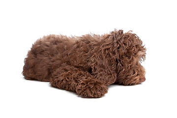 Image showing Labradoodle puppy