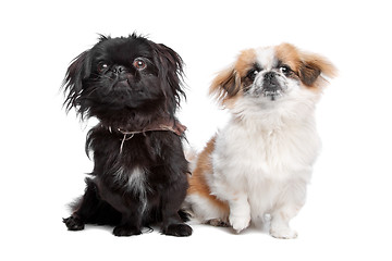 Image showing Japanese Chin and a pekingese dog