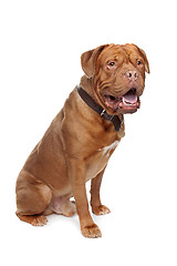 Image showing French mastiff