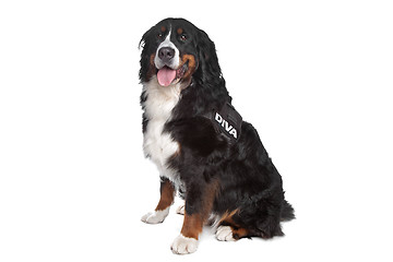 Image showing Bernese Mountain Dog