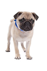 Image showing Pug dog