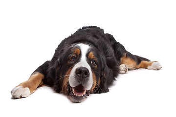 Image showing Bernese Mountain Dog
