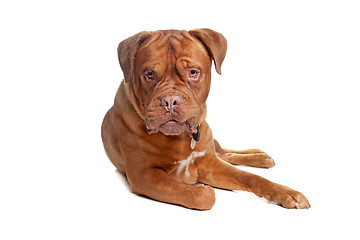 Image showing French mastiff