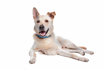 Image showing mixed breed dog